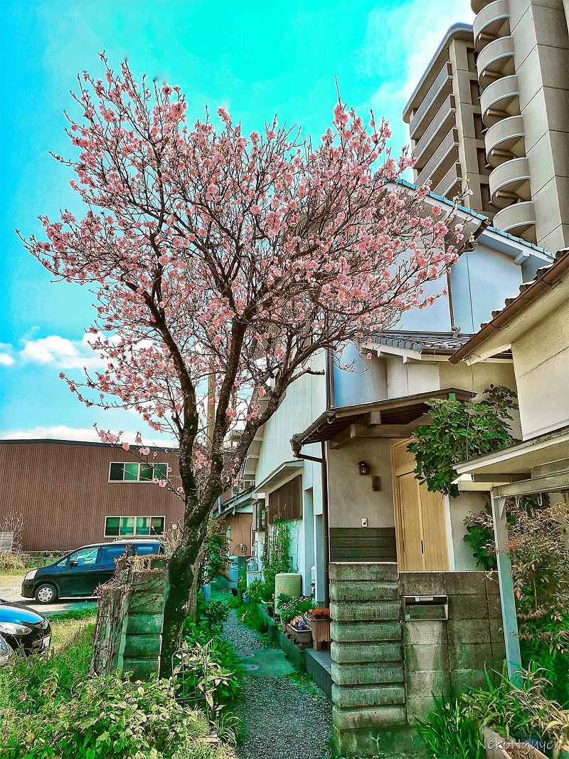 Các hình thức du học Nhật