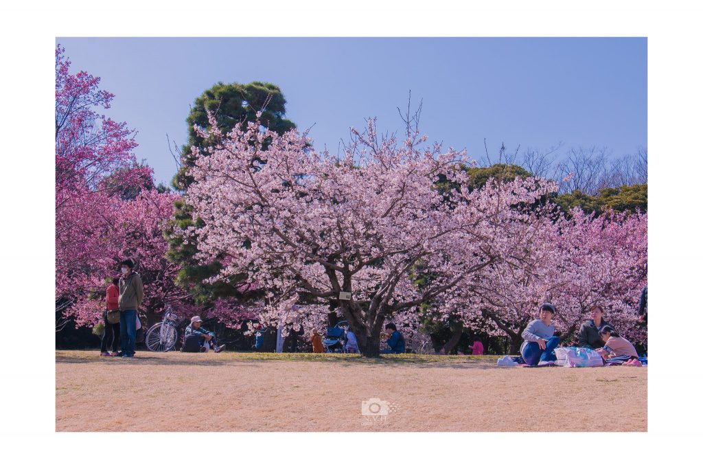 Biểu tượng của xứ sở Phù Tang