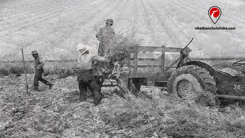 Nhật Bản sau chiến tranh thế giới thứ 2: Kinh tế chính trị, văn hóa, xã hội